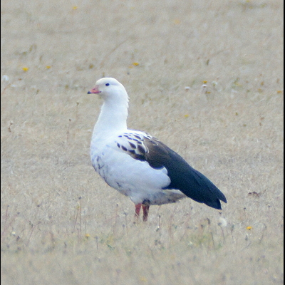 Andean Goose